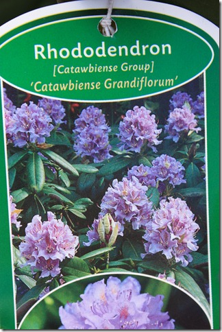 Catawbiense Grandiflorum