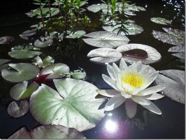 [dammen beskj_rt_og_komprimert_CIMG0472_thumb[1][4].jpg]