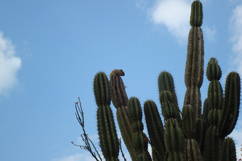 Look who is there on the cactus