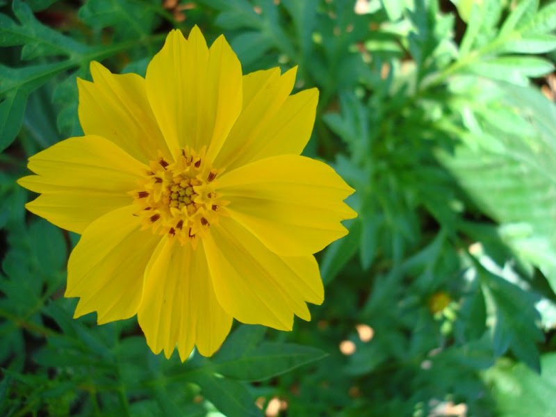 The Yellow Flower at Pillikula Mangalore The Yellow Flower at Pillikula Mangalore