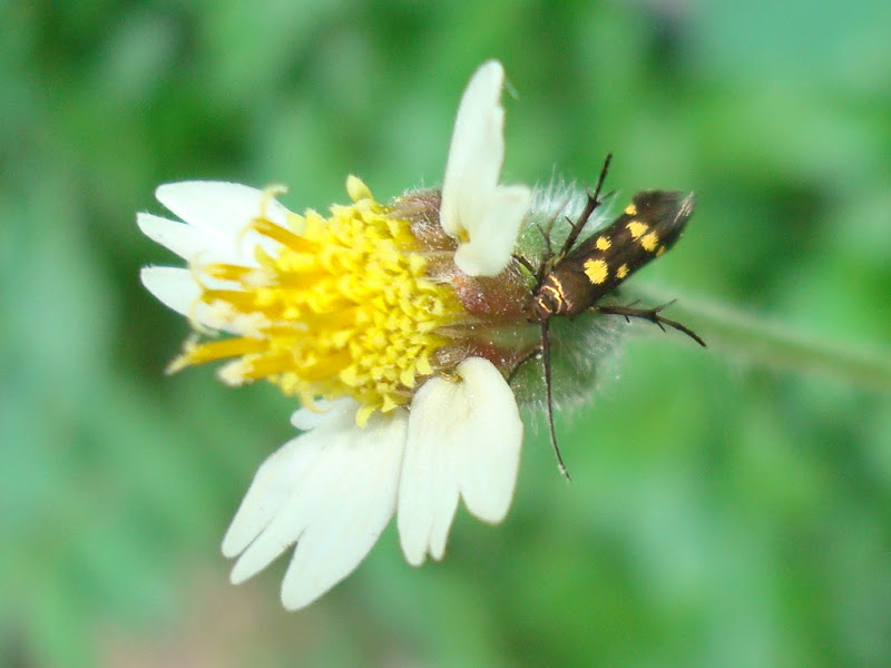 Insect on a flower in Mangalore Insect on a flower in Mangalore