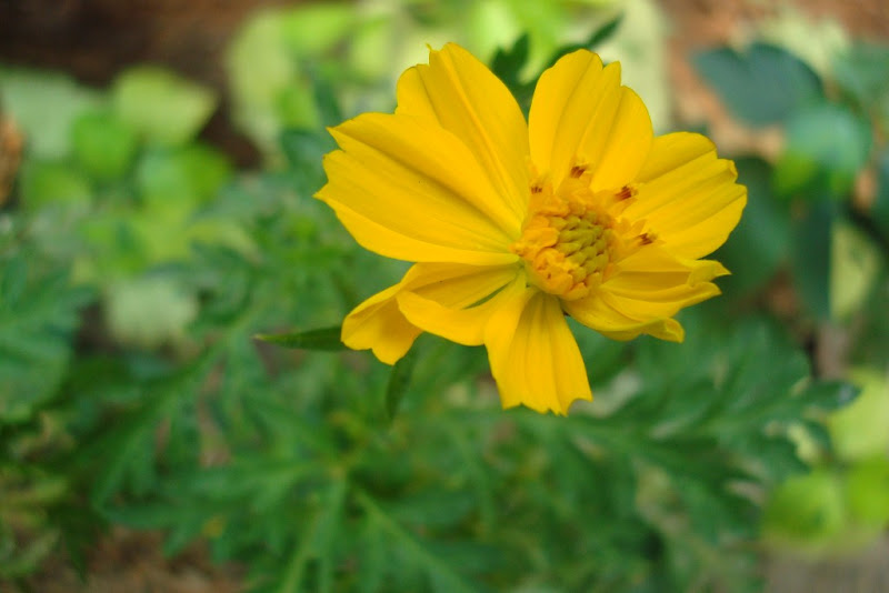 Flower at Art of Living Flower at Art of Living