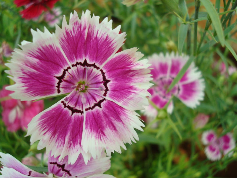 Flower with a Scissory Cut