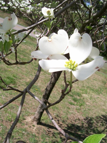 [on parkway dogwoods and spring 2010-04-10 070bl[5].jpg]