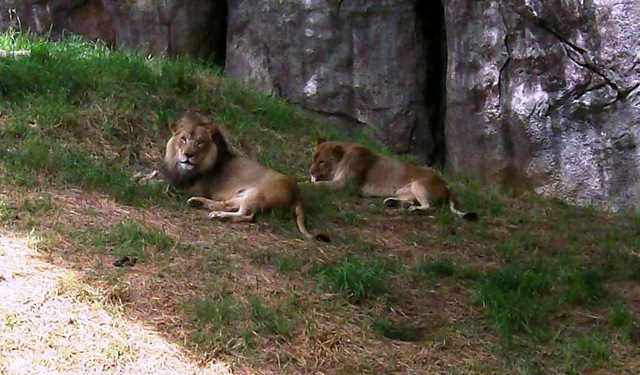 [zoo day079-2 lions -b crpd[3].jpg]