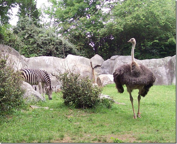 zoo day085- b ostrich