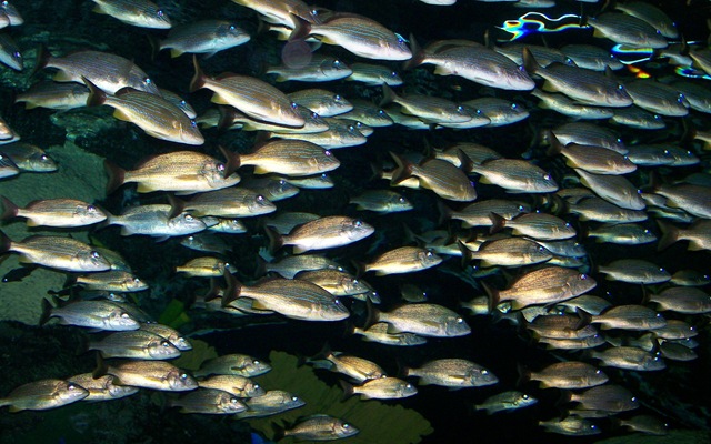 [vacation 2009268 school fish[3].jpg]