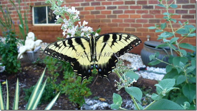 butterfly in the garden 2010-07-24 012
