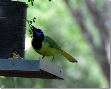 bird bird