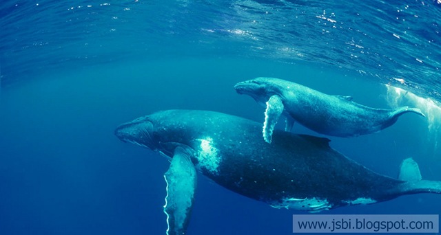 [bing_Whales[2].jpg]