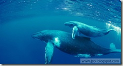 bing_Whales