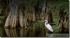 Egret_bing