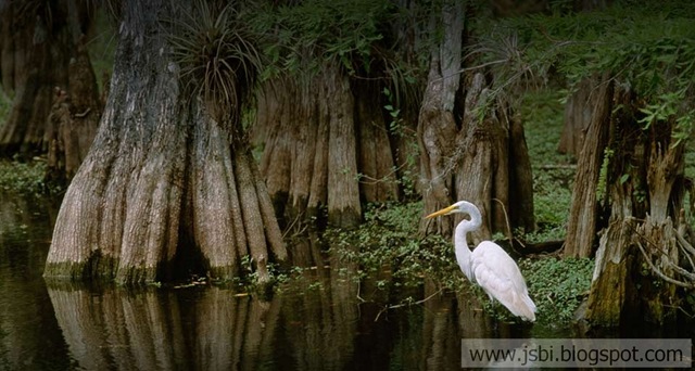 [Egret_ROW655357013[2].jpg]