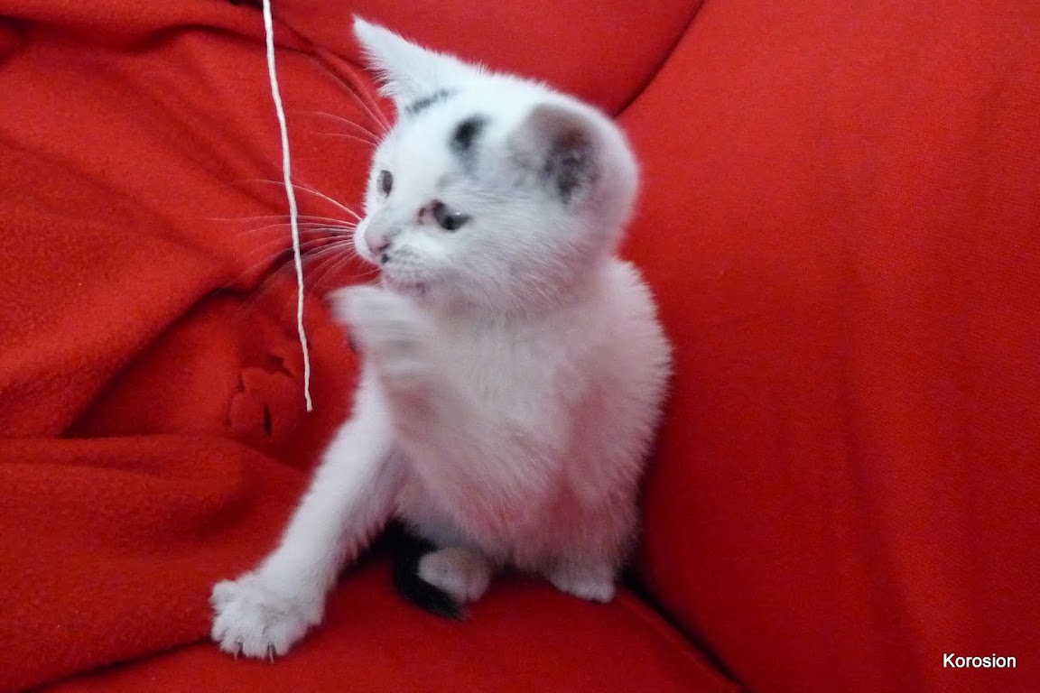 http://lh3.ggpht.com/_UW9LlEfvOlo/TIIAQMRs51I/AAAAAAAAAhs/2fKJvLXcOQ0/s1152/melu4.jpg