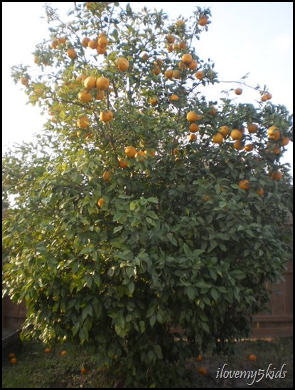 Half-Naked Orange Tree