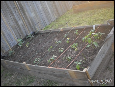 Raised Garden made by Old Fence
