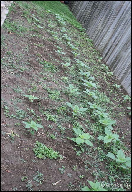 Sunflower Garden