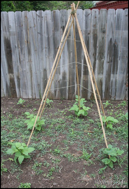 Kentucky Wonder Green Beans