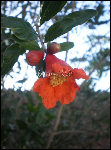 Pomegranate Bloom