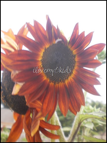 Sunflowers on ilovemy5kids