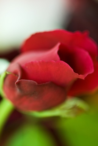 [rose (1 of 2)[5].jpg]