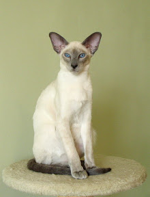 сиамская кошка Luinara ElvenPride