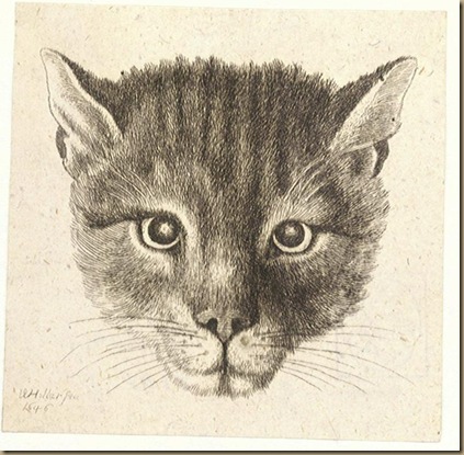 Hollar_Cat Hollar_Cat
