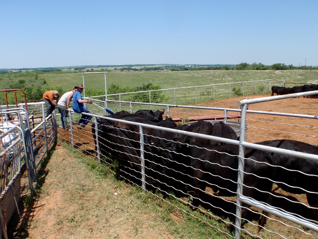 [Cattle 042[3].jpg]