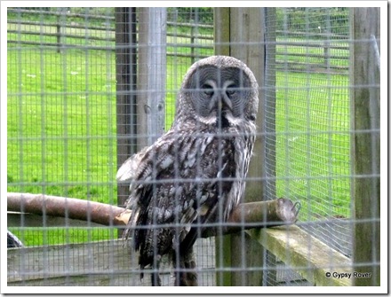 Great Grey Owl