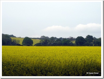 Rape seed, the farmers current  bonanza cash crop.