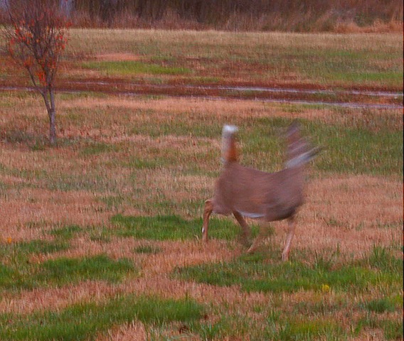 [deer2[18].jpg]