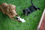 maggie = calm; daisy = barking