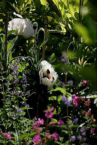 [tuin 12[5].jpg]