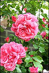blog 10