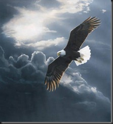 aguia-voando_2