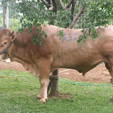 Qurban Angkatan 12
