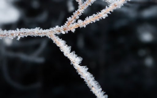 Kvist med frost