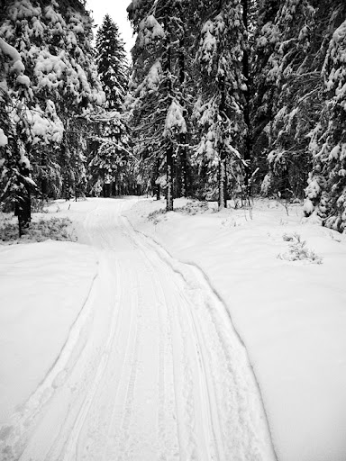skog