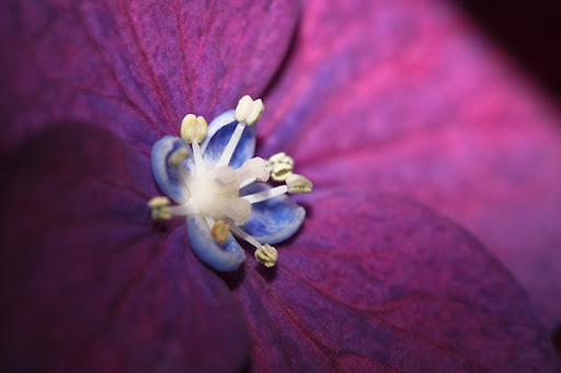 Blomma