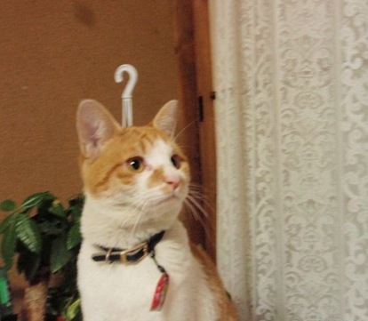 Foto della Settimana / 96 - Il Gatto Appendino Foto della Settimana / 96 - Il Gatto Appendino