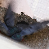 Pidgeons Fighting