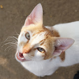 thecat.jpg