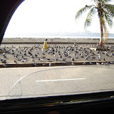 Pigeons are gathered here because of the purpously strewn seeds to attract them