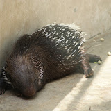 Porcupine