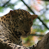 The star attraction. 3 or 4 of these really cool cats