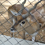 Curious George. The deer were quite used to the humans