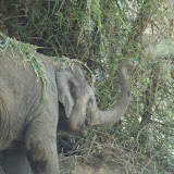 The baby elephant