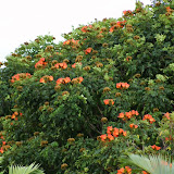 There were flowering trees and shrubs everywhere. Thats one thing I really like about Bengaluru.