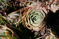 20071208_1727.JPG
