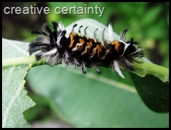 tufted catapiller